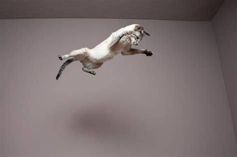 World Jump Day 22 Amazing Cats In Flight Pictures Cattime