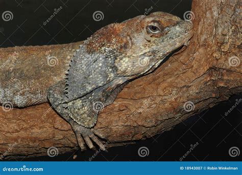 Lizard Resting On Tree Stock Image Image Of Holding 18943007