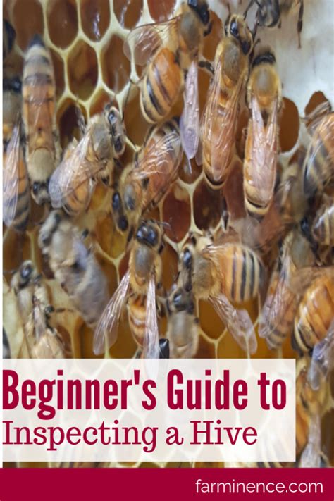 Bees And Honeycombs With The Words Beginners Guide To Inspecting A Hive