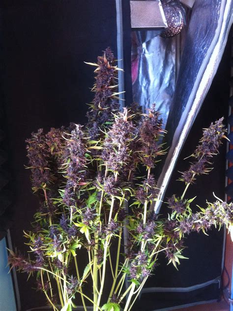 Buddha Seeds Buddha Purple Kush Grow Journal Harvest11 By Growdiaries