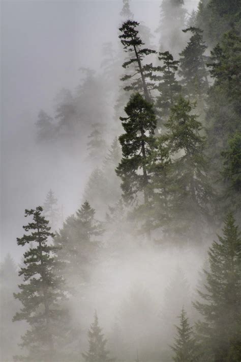 Trees In Mist Trees In Mist Photo By Larry Brown Larry Brown Flickr