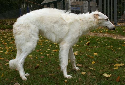 Borzoi Information Dog Breeds At Thepetowners