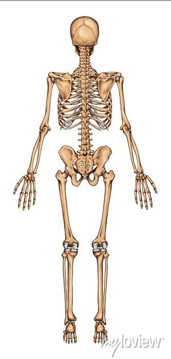 Human Skeleton Posterior View Anatomy Of Human Skeletal System