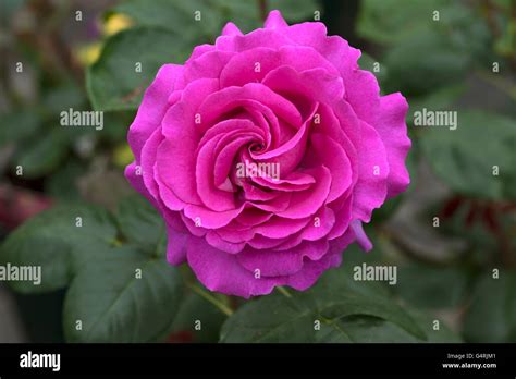Pink Rose Rosa Sp Flower Cultivar Chartreuse De Parme Bavaria
