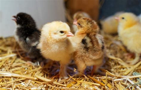 Raising Baby Chicks A Beginners Guide Backyard Poultry