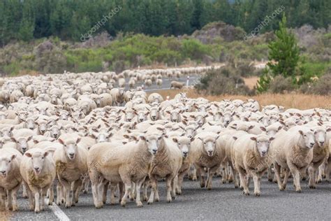 Author:ゆうさん＠羊の国 こまめっち画伯作ゆうさん 羊の国はニュージーランドの 南島で小さなファームやってます。 ご訪問ありがとうございます！ エンジェル・クロエ 2001年7月2日生まれ 2015年5月8日エンジェル・クロエに 今も、そしていつまでも、 ニュージーランドの道路でメリノ羊のビュー. — ストック写真 ...