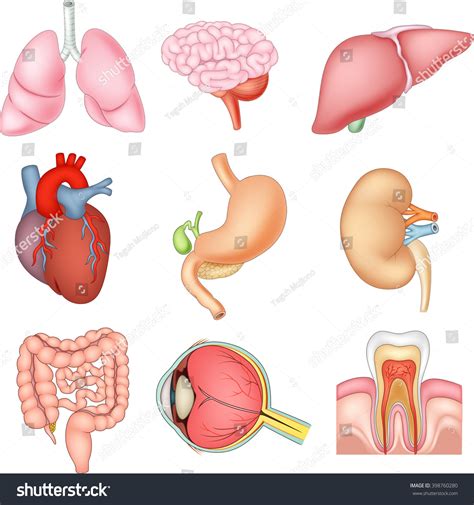 Find & download free graphic resources for human internal organs. Illustration Of Internal Organs Anatomy - 398760280 ...