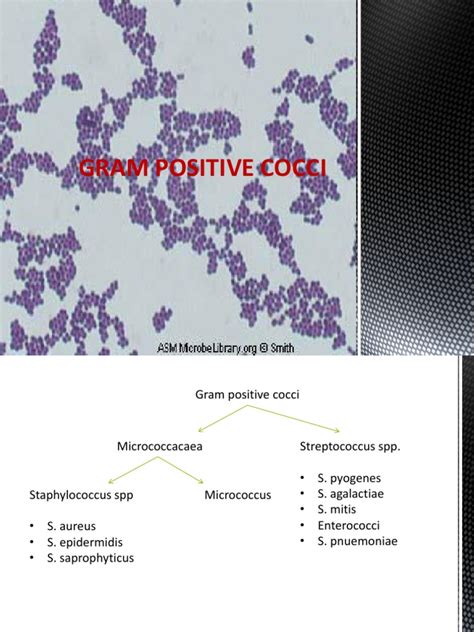 Gram Positive Cocci Sem 1 Streptococcus Staphylococcus