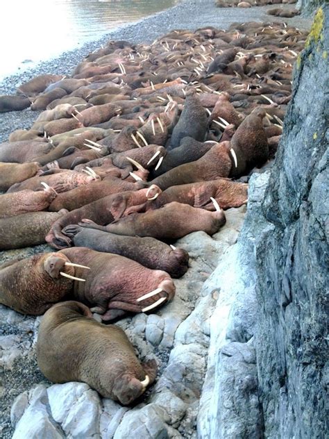 Watch Live Cam Of 14000 Walruses Chillin On Alaskan Beach Ecowatch