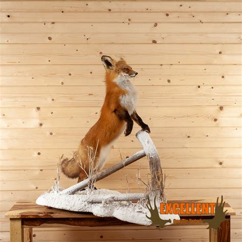 Excellent Red Fox Full Body Lifesize Taxidermy Mount Gb4117