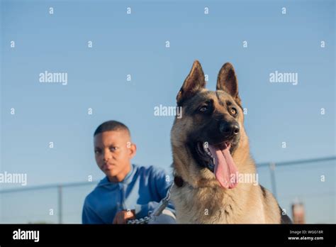 Boy German Shepherd Dog Outdoors Hi Res Stock Photography And Images