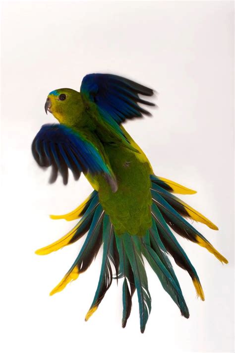 Parrots National Geographic In 2022 Rare Birds Joel Sartore Parrot
