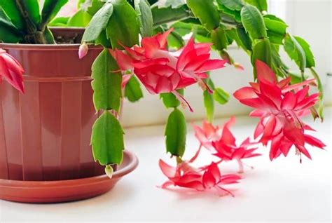 15 Extraordinary Houseplants That Can Survive The Harsh Winter Cold