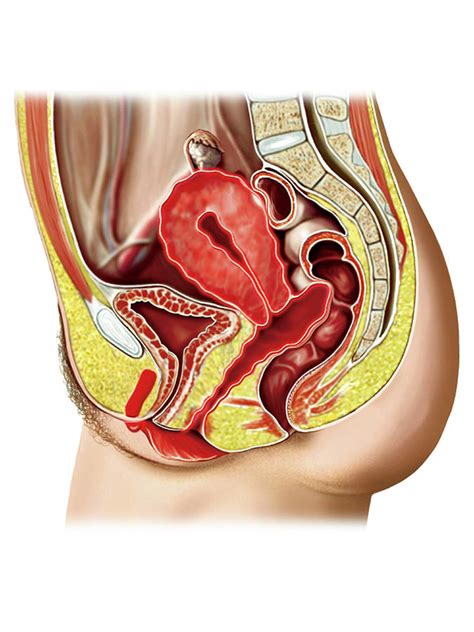 Female Sexual Response Photograph By Asklepios Medical Atlas