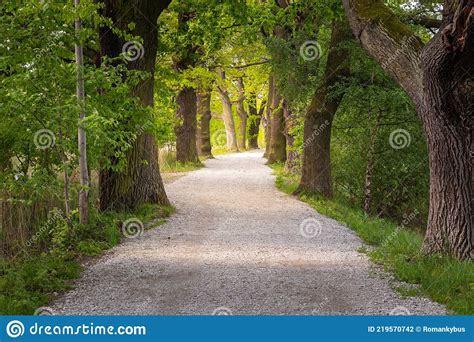 Path With A Tree Alley In The Forest Stock Photo Image Of Spring