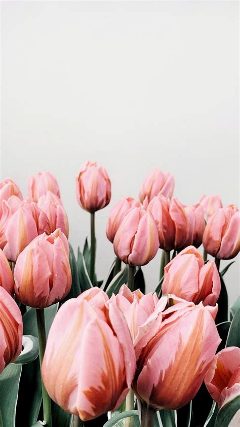 Iphone Tulips Wallpapers Wallpaper Cave