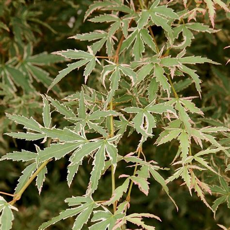 Shop 1233 Gallon Butterfly Japanese Maple Feature Tree L7725 At