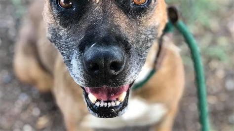Adoption fees are always $0 to $50 at pacc! Pets for adoption | Entertainment | tucson.com