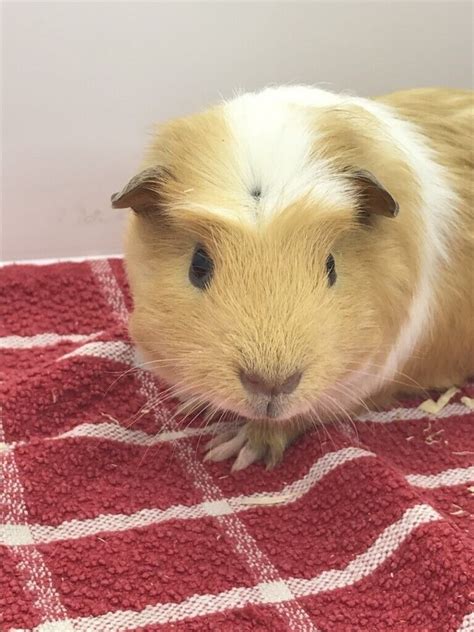 Young Guinea Pigs For Sale In Barking London Gumtree