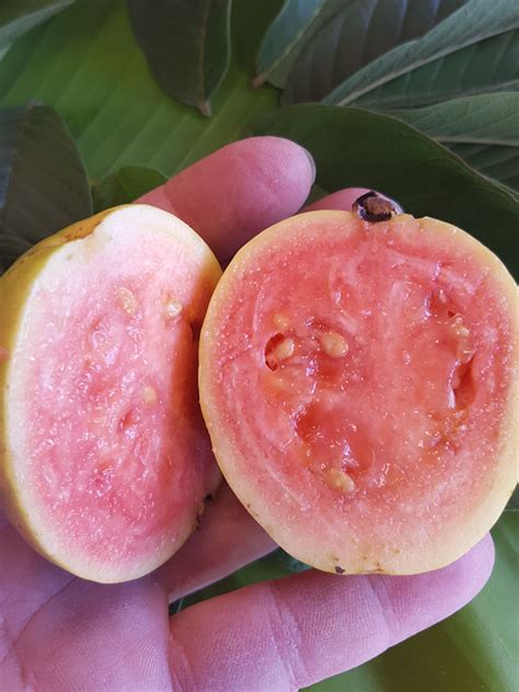 Excalibur Pink Guava Tree Psidium Guajava Urban Tropicals