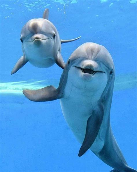Heres A Dolphin Smile For You 😃have A Beautiful Day ♡ Golfinhos