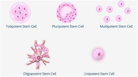 Do You Know The 5 Types Of Stem Cells Bioinformant