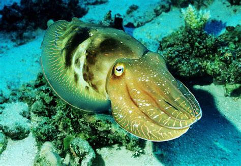 Australian Giant Cuttlefish Marine Animals Fish Pet