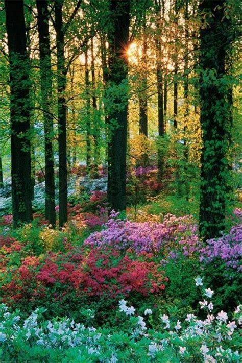 Wildflowers Nature Forest Flowers Beautiful Nature