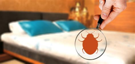 Bed Bugs Control The Early Signs Of Bed Bugs