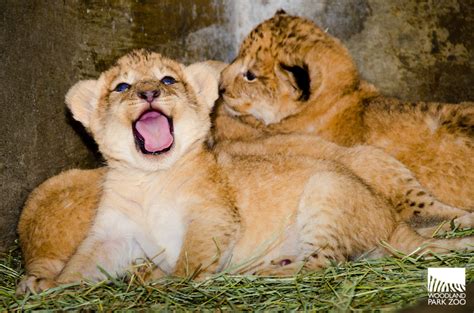Cute Lion Cubs Lion Cubs Photo 36185734 Fanpop