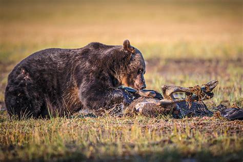 Grizzly Bear Vs Moose