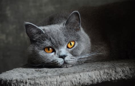 Wallpaper Cat Eyes Look Grey Blue British Shorthair Images For