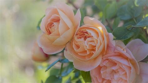 30 Best Rose Flower Information In Hindi गुलाब का फूल की जानकारी
