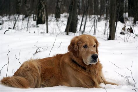 Red Haired Breed Dog Golden Retriever Lies In Winter In Snow Stock