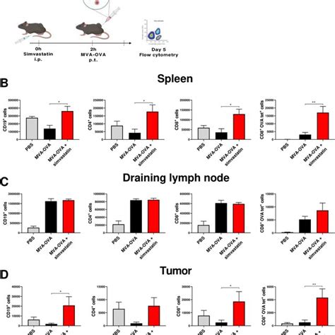 Lymphocyte Changes In The Tumor Draining Lymph Nodes And In The Tumor