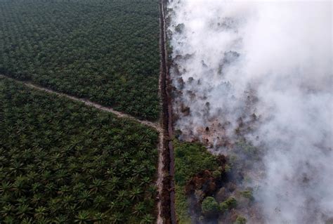 Studi Deforestasi Di Indonesia Akibatkan Bencana Iklim — Benarnews