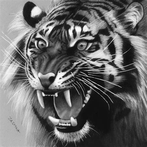 A Drawing Of A Tiger With Its Mouth Open