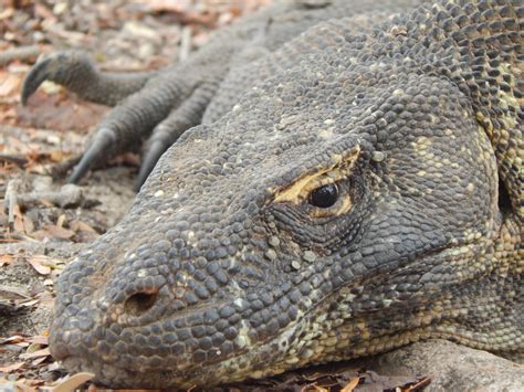 Meet The Worlds Largest Lizard The Komodo Dragon Sightseeing Scientist