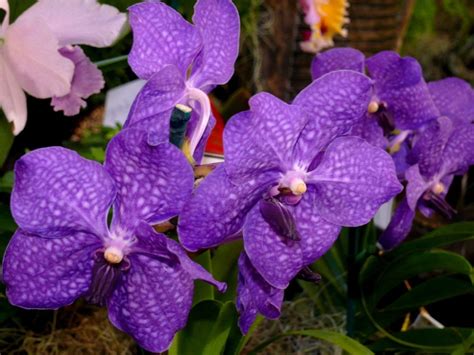 Purple Orchids Types Orchid Flowers