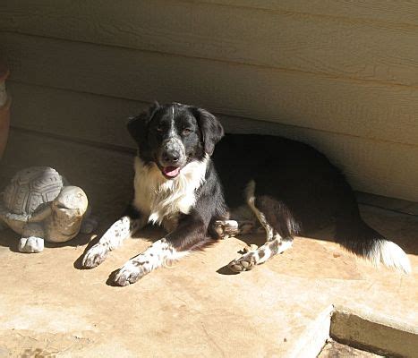 Corning CA Border Collie Meet GIZMO A Pet For Adoption