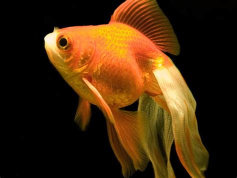 High Definition Photo And Wallpapers Fish Picturesfish Photos