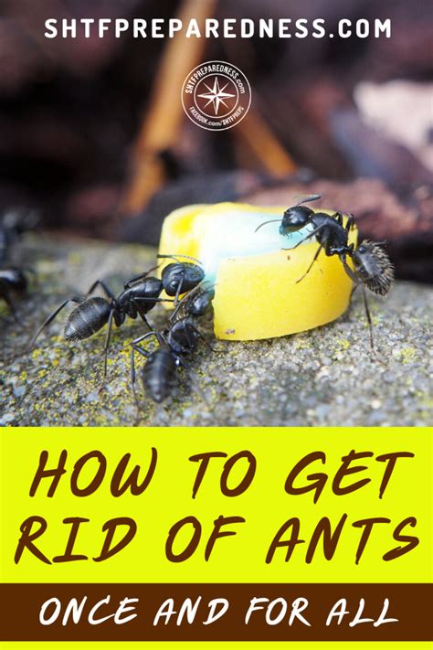 awasome how to get rid of tiny ants naturally references