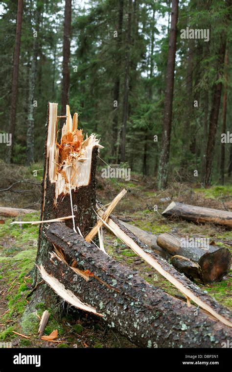 Broken Tree In Forest Stock Photo Alamy