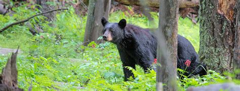 Black Bears Yellowstone Wildlife