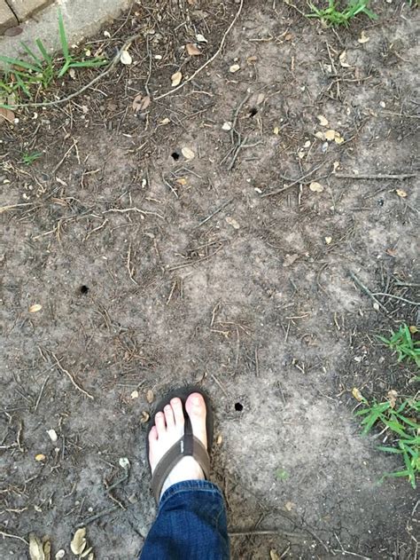 Dime Sized Holes In Yard — Any Idea What Causes These R Austin