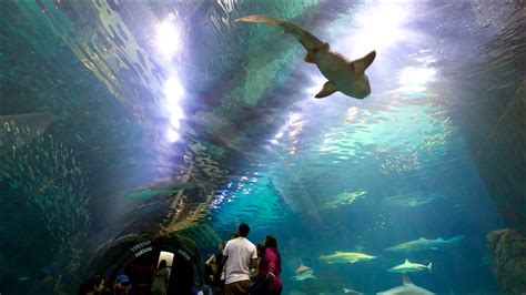 Adventure Aquarium Nj Usa Ferienwohnungen Ferienhäuser Und Mehr