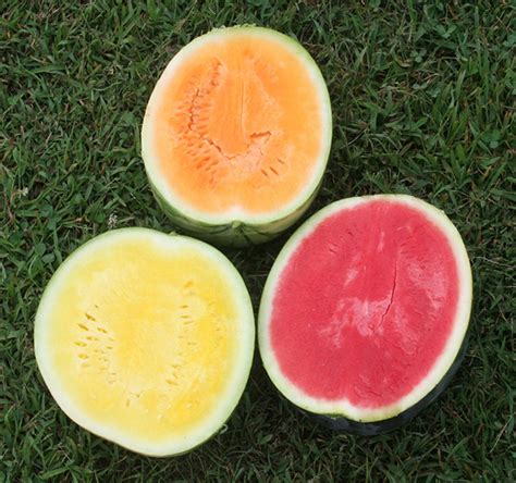 Watermelon Center For Crop Diversification