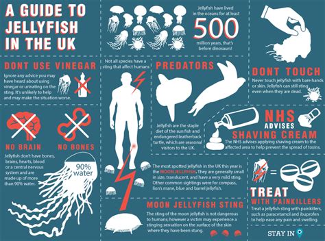 Guide To Jellyfish In The Uk British Sea Fishing