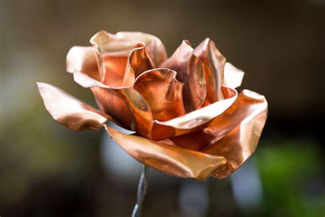 Coppery Rose Copper Color Rose Coppery