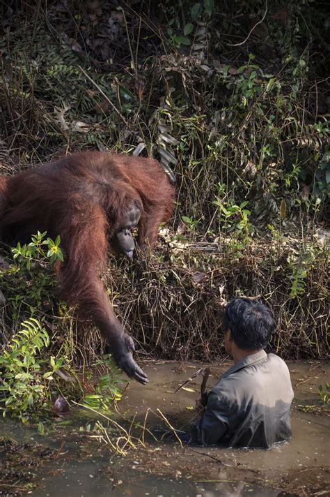 Wild Orangutan Extends Hand To Help Man Standing In Snake Filled Waters